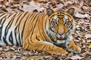 tiger via shutterstock