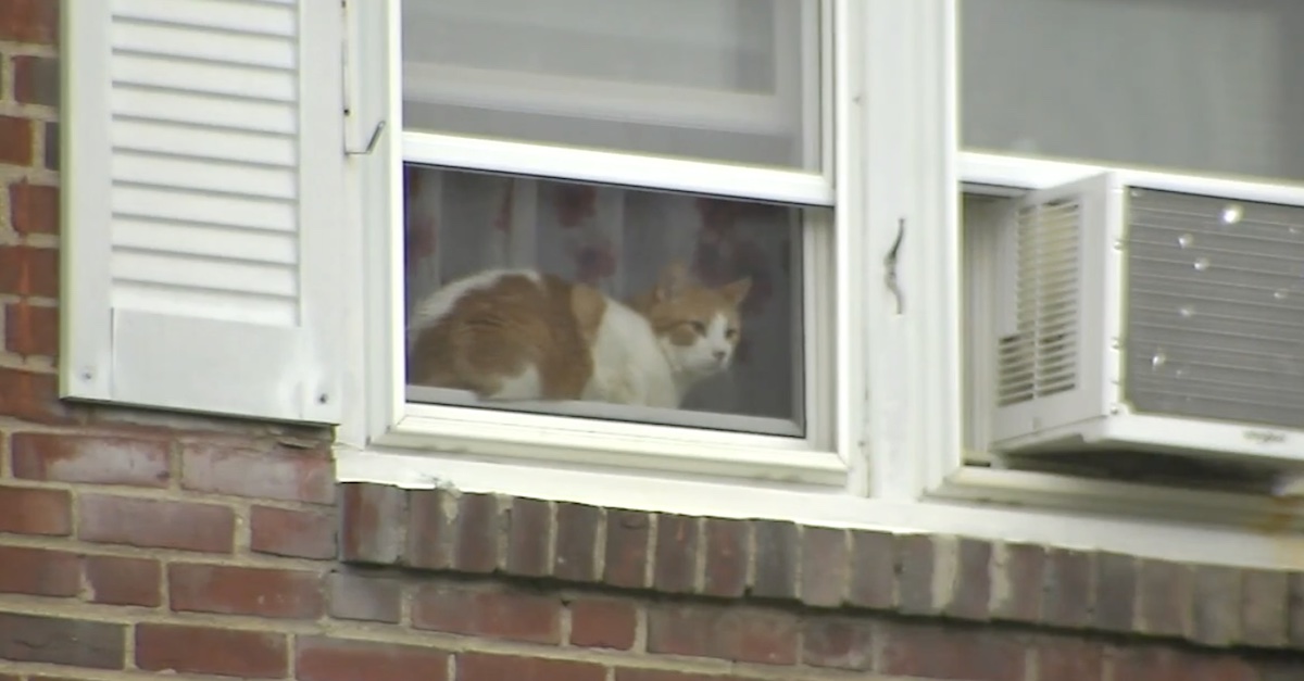A cat sits on a window sill as a news crew films B-roll of a neighborhood where a woman who allegedly tried to put a hit on her husband resides.