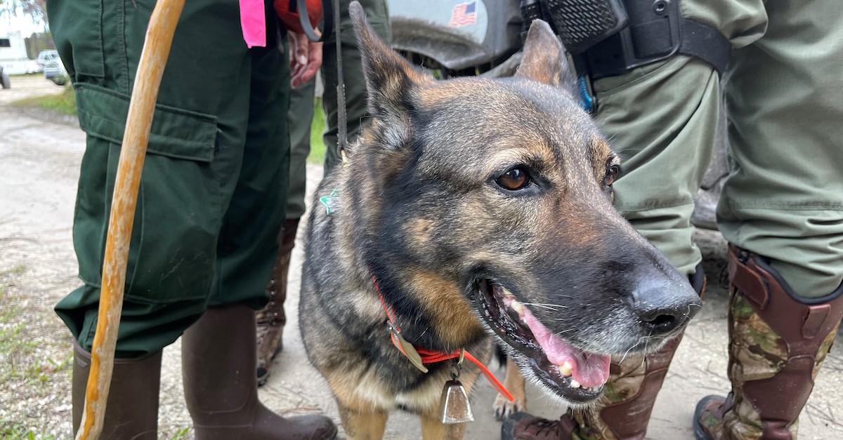 K9 searching for Brian Laundrie