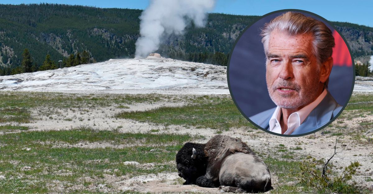 Background: A bison lies down on the ground in front of the Old Faithful geyser in Yellowstone National Park, Wyo., on June 22, 2022. (AP Photo/Matthew Brown, File)/Irish actor and film producer Pierce Brosnan at a movie premiere in Los Angeles, California, 2023. (Photo by Xavier Collin/Image Press Agency/Sipa USA)(Sipa via AP Images)