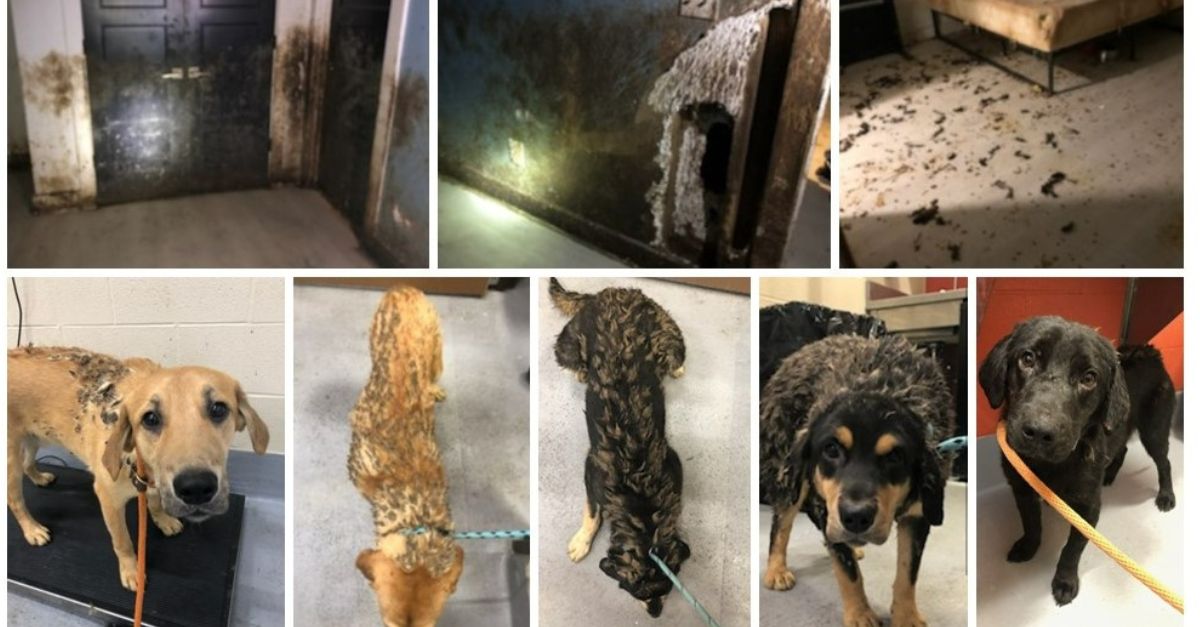 Louisville neglected dogs