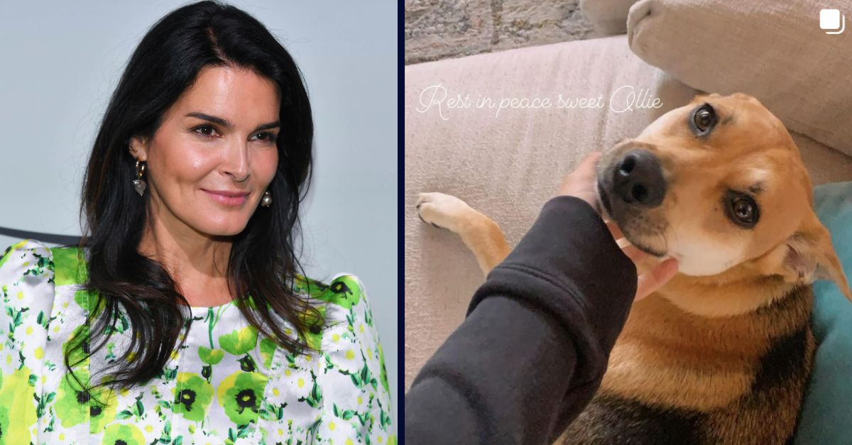 Left: Angie Harmon at Variety's 2022 Power Of Women: New York Event presented by Lifetime at The Glasshouse on May 05, 2022 in New York City. NDZ/STAR MAX/IPx 2022 5/5/22/Right: Angie Harmon public Instagram photo of her dog, Oliver aka "Ollie."