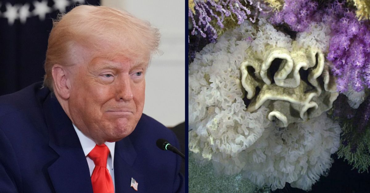 Donald Trump // Corals and Sponges in Monument Expansion near Jarvis Island