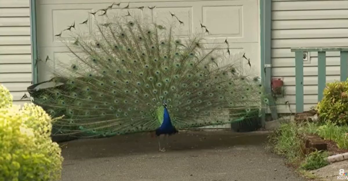 Portland peacock shooting